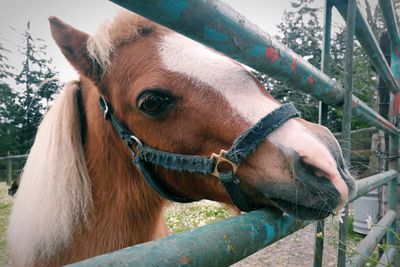 Close-up of horse standing outdoors