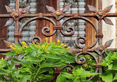 Close-up of rusty metal fence