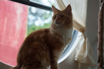 Close-up of cat looking at window