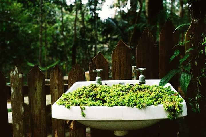 VIEW OF PLANTS IN YARD