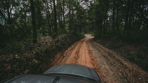 Dirt road amidst trees in forest