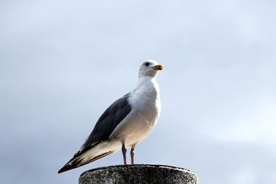 Portrait of seagull standing on a metal post - close up