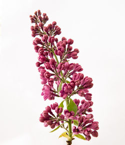 Close-up of pink flowering plant against white background