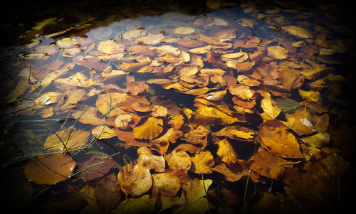 Close-up of leaves floating on water