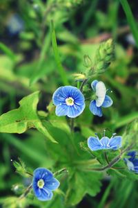 Close-up of flowers blooming outdoors