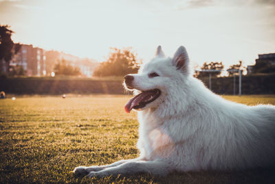 White dog looking away against sky