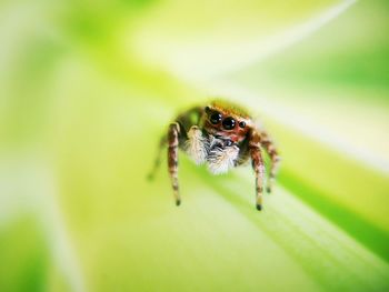 Close-up of spider