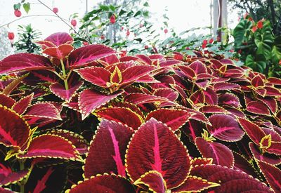 Close-up of red flowering plant