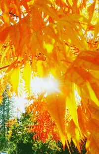 Full frame shot of trees during autumn