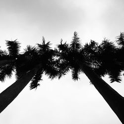 Low angle view of coconut palm tree against clear sky