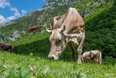 Cows on field