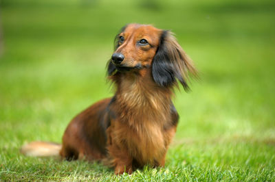 Close-up of a dog on field