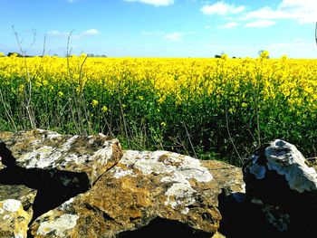 Scenic view of oilseed rape field against sky