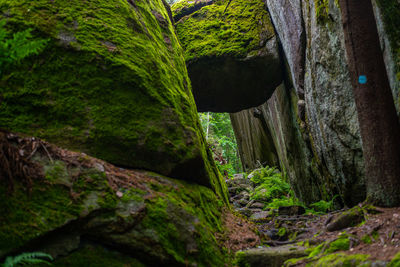 Close-up of moss growing on tree trunk