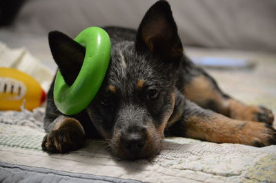 Close-up portrait of a dog resting at home