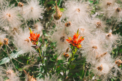 Close-up of dandelion flowers