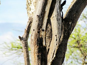 Low angle view of insect on tree trunk against sky