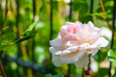 Close-up of pink rose flower