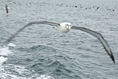 Seagull flying over water