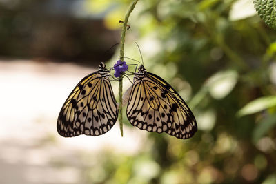 Mating dance of the tree nymph butterfly idea malabarica in a tropical garden.