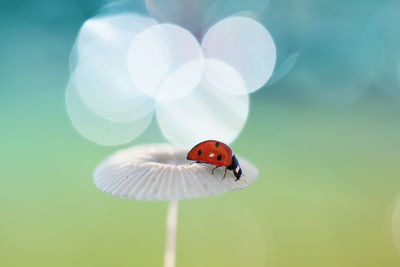 Close-up of ladybug on flower