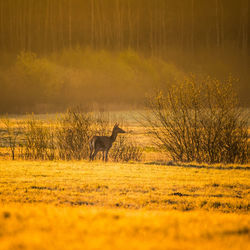 A beautiful misty morning with wild red deer herd grazing in the meadow. 