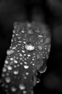 Close-up of raindrops on flower