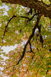 Low angle view of tree