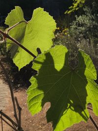 Close-up of fresh green leaf