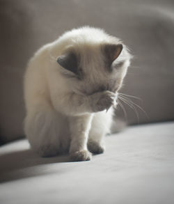 Close-up of cat sitting