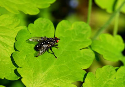 Close-up of fly on leaves