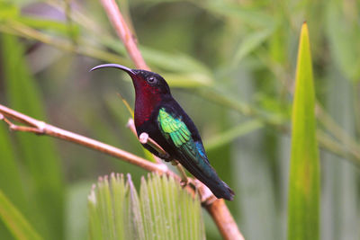 Close-up of bird perching on plant