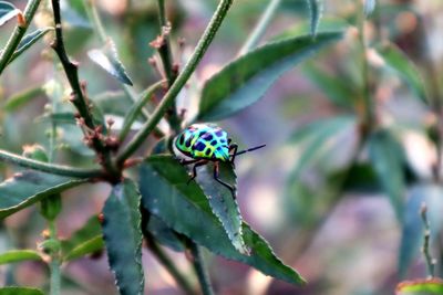 Close-up of insect on leaf