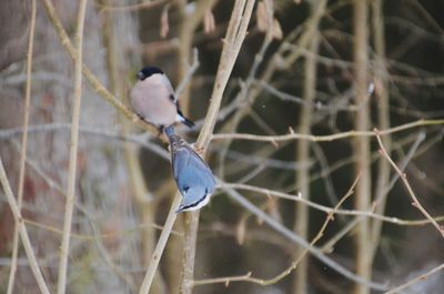 Close-up of bird perching on branch