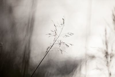 Close-up of silhouette plant against blurred background