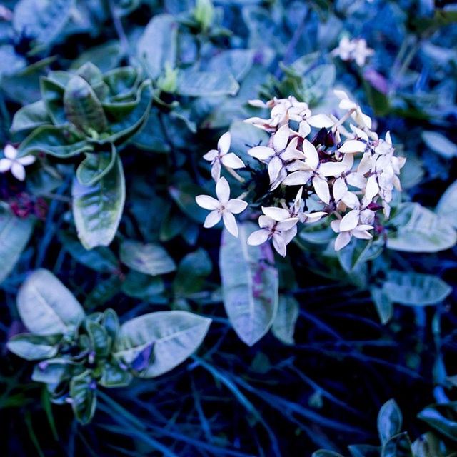 flower, freshness, fragility, growth, petal, beauty in nature, close-up, flower head, plant, blooming, nature, focus on foreground, in bloom, park - man made space, leaf, outdoors, day, blossom, selective focus, no people