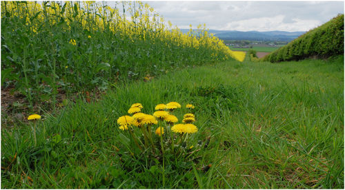 Yellow flowering plants on field