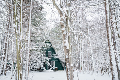 Bare trees on snow covered land