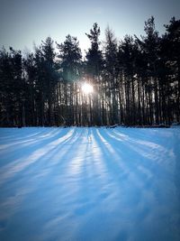 Snow covered trees in forest against blue sky