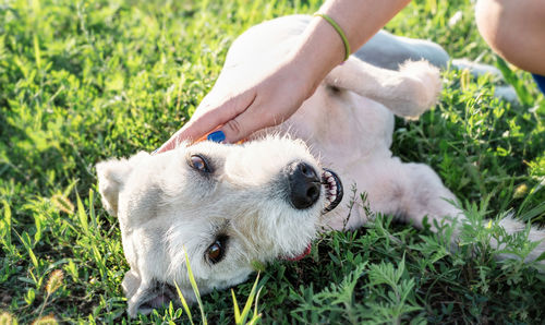 Midsection of person with dog on field