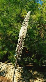 Plants growing on tree