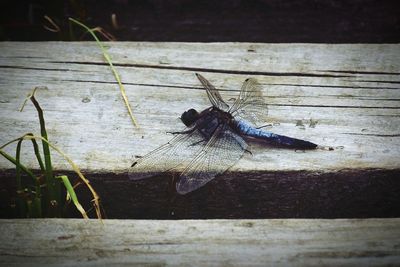 Close-up of insect on wood