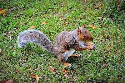 Squirrel on grass