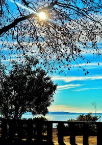 Low angle view of tree against sky during sunset