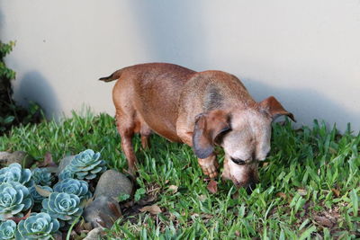 Side view of dachshund dog on field by wall