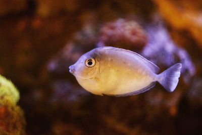 Close-up of fish in aquarium