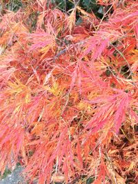 Full frame shot of autumn leaves