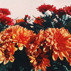 Close-up of red flower