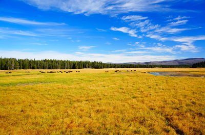 Scenic view of field against sky