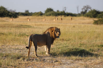 Lion is watching impala antelope in typical african landscape